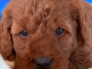 Labradoodle dogs Australian labradoodles - Advert 14