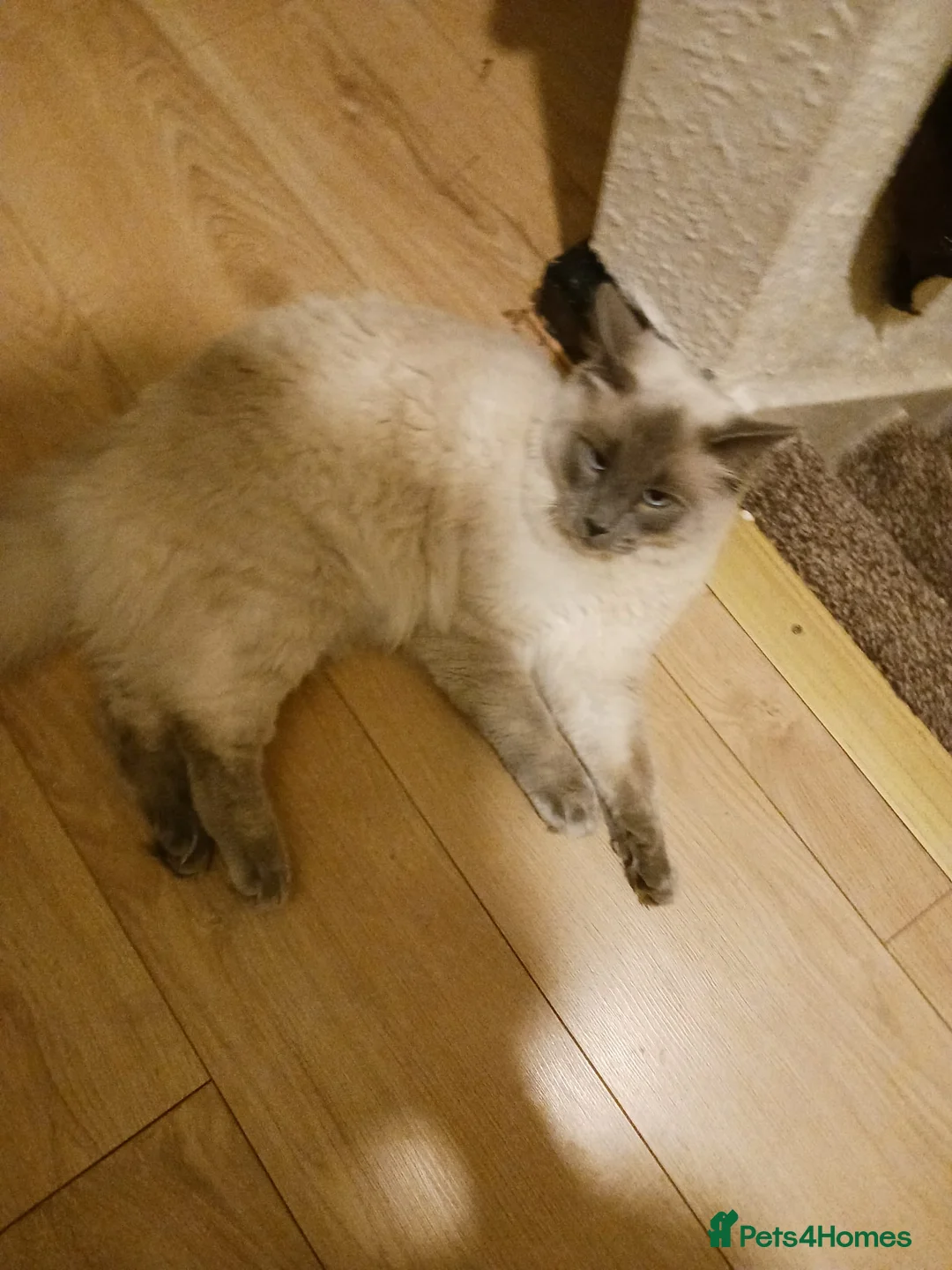 Ragdoll cats for sale: Stormy  - Advert 2