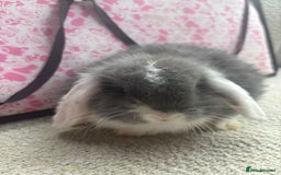Mini Lop rabbits for sale: Pure bred Mini Lops - Image 10