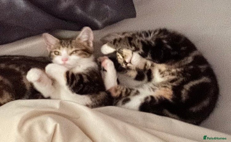 British Shorthair cats for sale - Advert 1