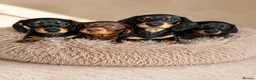 Miniature Dachshund dogs for sale: KC Miniature Dachshunds ready to leave now London - Advert 11