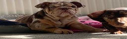 English Bulldog dogs for stud: Chocolate & Tan Merle Bulldog Stud Proved - Advert 7