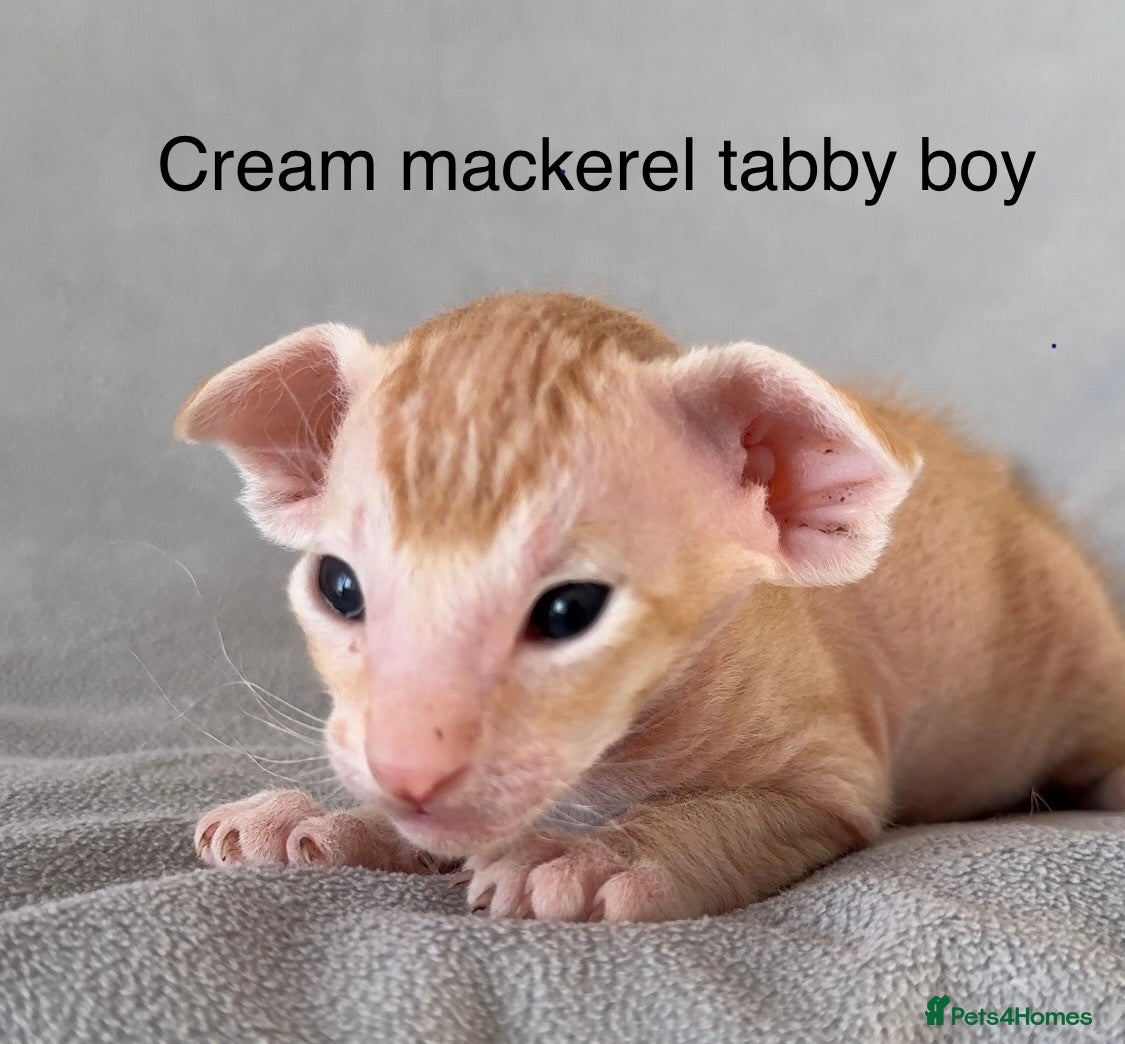 Peterbald cats for sale: Pedigree registered TICA kittens - Advert 1