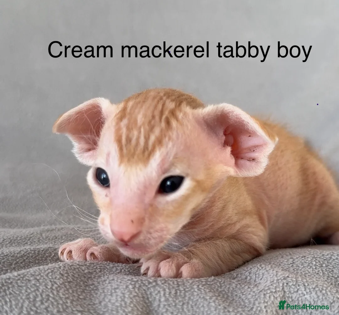 Peterbald cats for sale: Pedigree registered TICA kittens - Advert 1