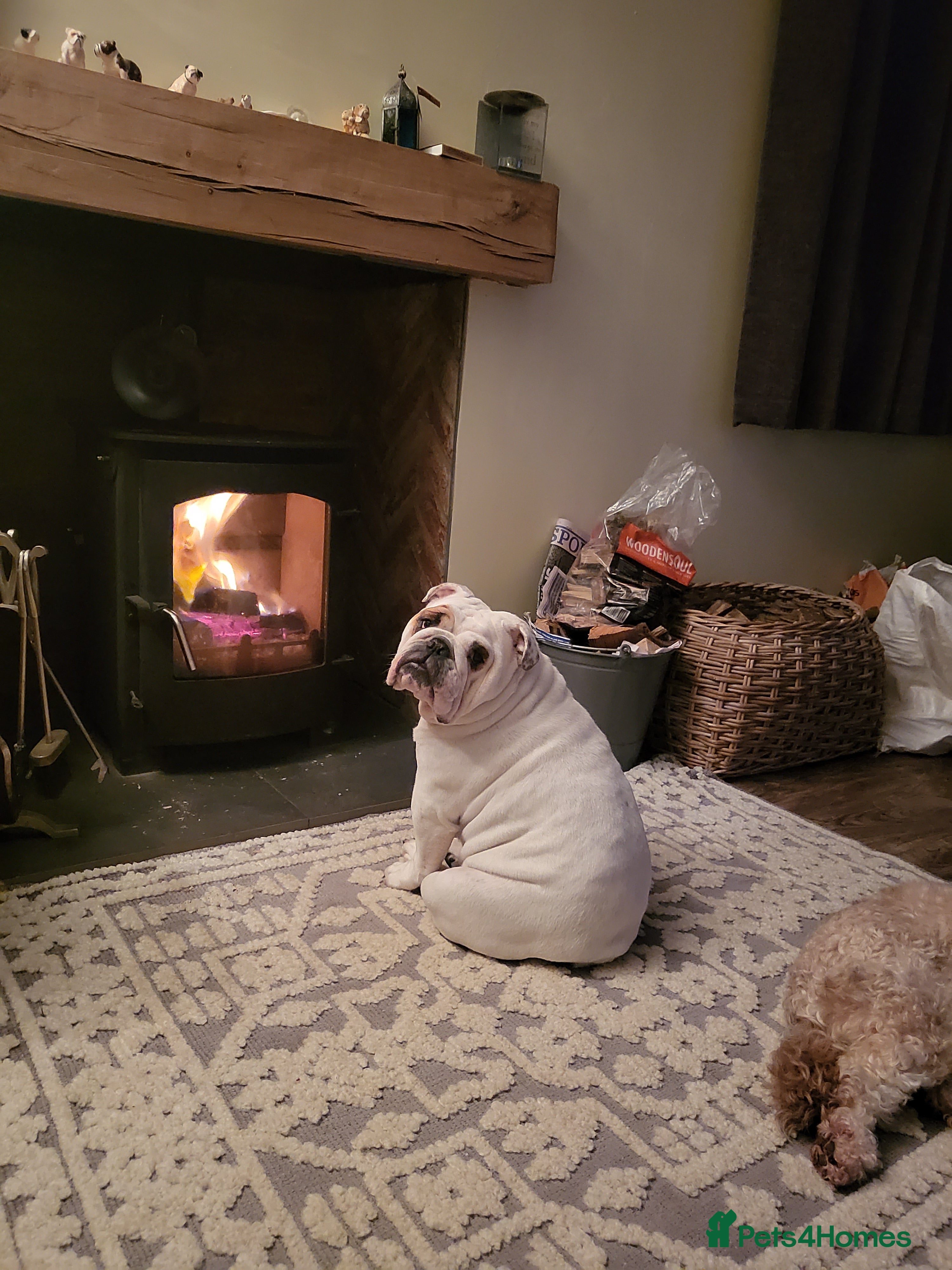 English Bulldog dogs for sale: Tired by top male bulldog at crufts 2026  - Advert 3