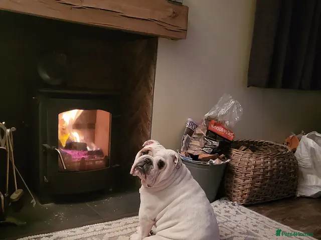 English Bulldog dogs for sale: Tired by top male bulldog at crufts 2026 - Advert 3