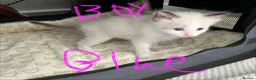 Ragdoll cats for sale: GCCF mom’s pure ragdoll kittens sale in London  - Advert 11