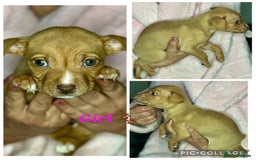 Mixed Breed dogs for sale: Siberian Husky x Pocket Bully's - Advert 15