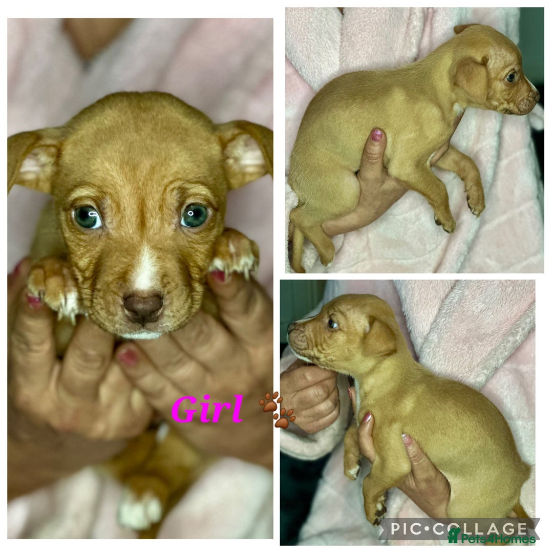 Mixed Breed dogs for sale: Siberian Husky x Pocket Bully's - Advert 15