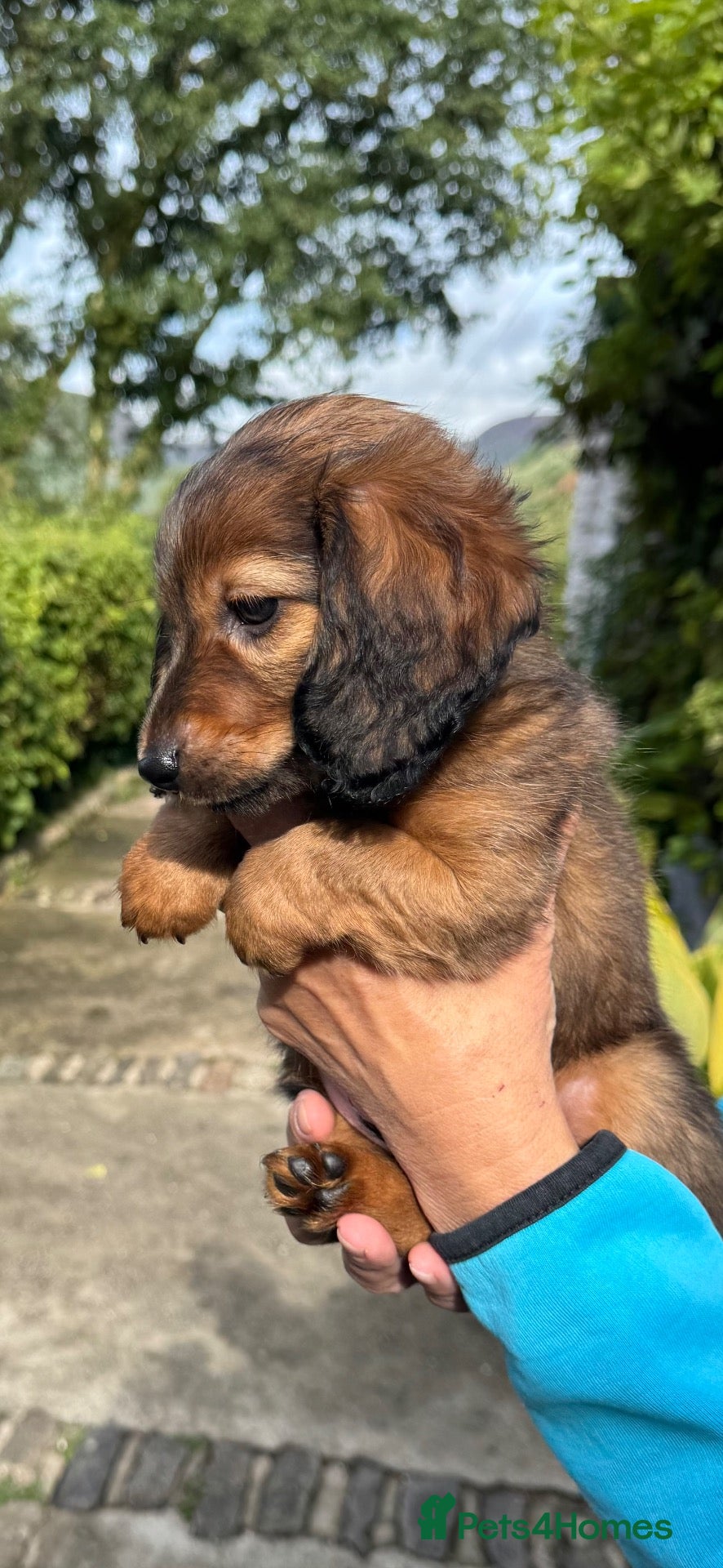 Dachshund dogs Miniature longhair dachshunds for sale - Advert 4