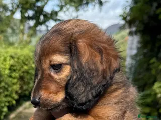 Dachshund dogs Miniature longhair dachshunds for sale - Advert 4