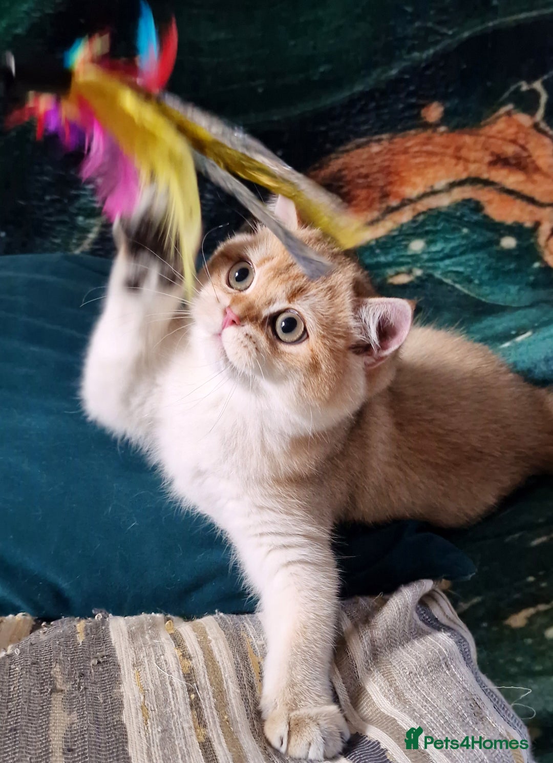British Shorthair cats for sale: NY12 GOLDEN BRITISH SHORTHAIR BOY READY TO GO!  - Image 6