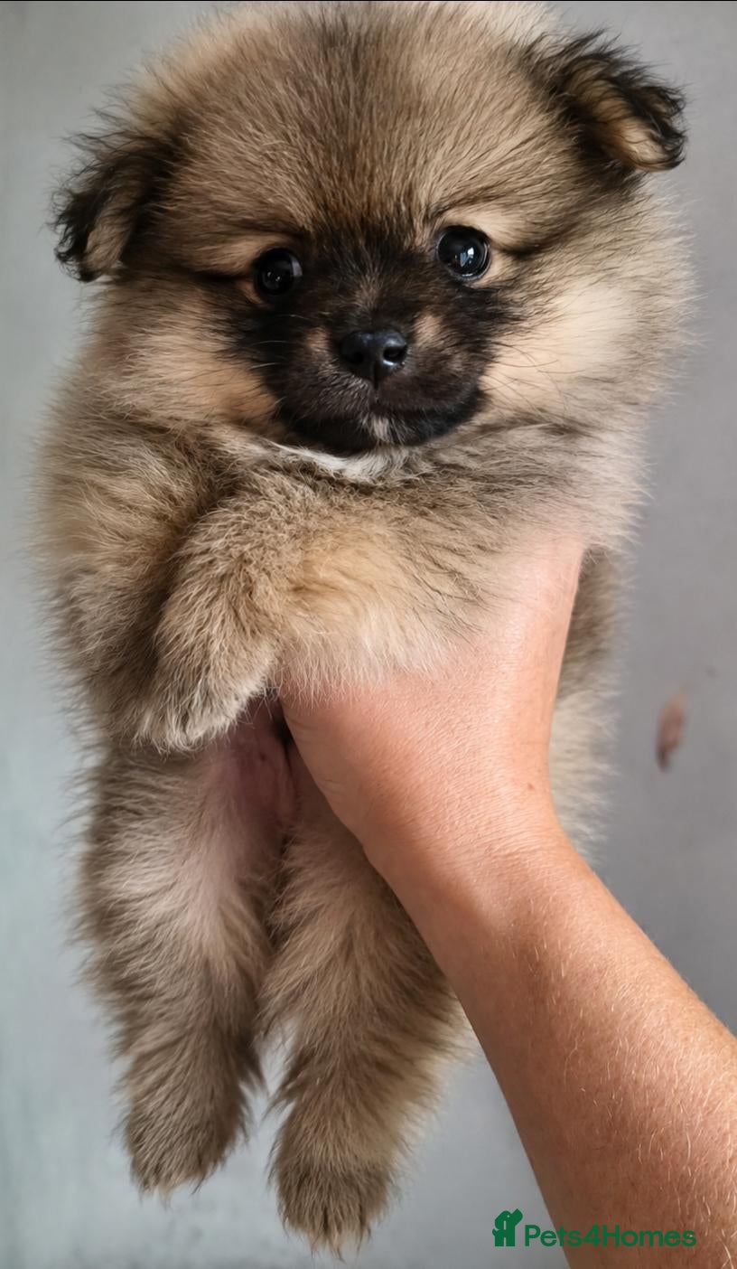 Pomeranian dogs Pomeranian Puppies wolf Sable Toy Fluffy Bears 🧸 - Advert 18