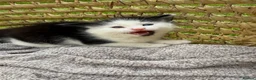 Turkish Van cats for sale: Kittens for sale  - Advert 4