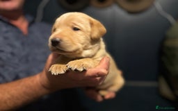 Labrador Retriever dogs for sale: KC Lab puppies - Image 1