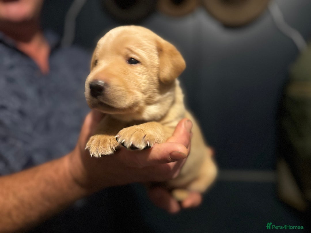 Labrador Retriever dogs for sale: KC Lab puppies - Image 1
