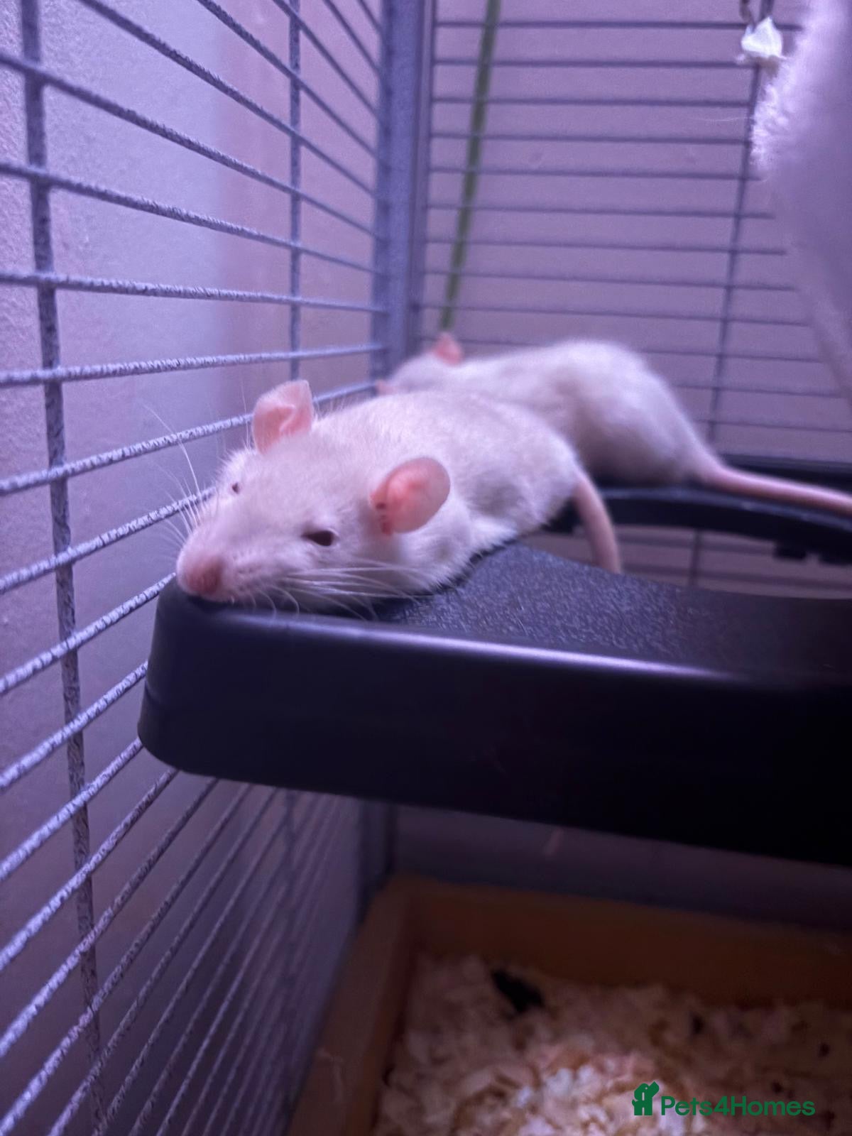 Rat rodents 5 boys 4 girls left Ready now Beautiful Babies  - Advert 6