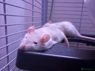 Rat rodents 5 boys 4 girls left Ready now Beautiful Babies - Advert 6