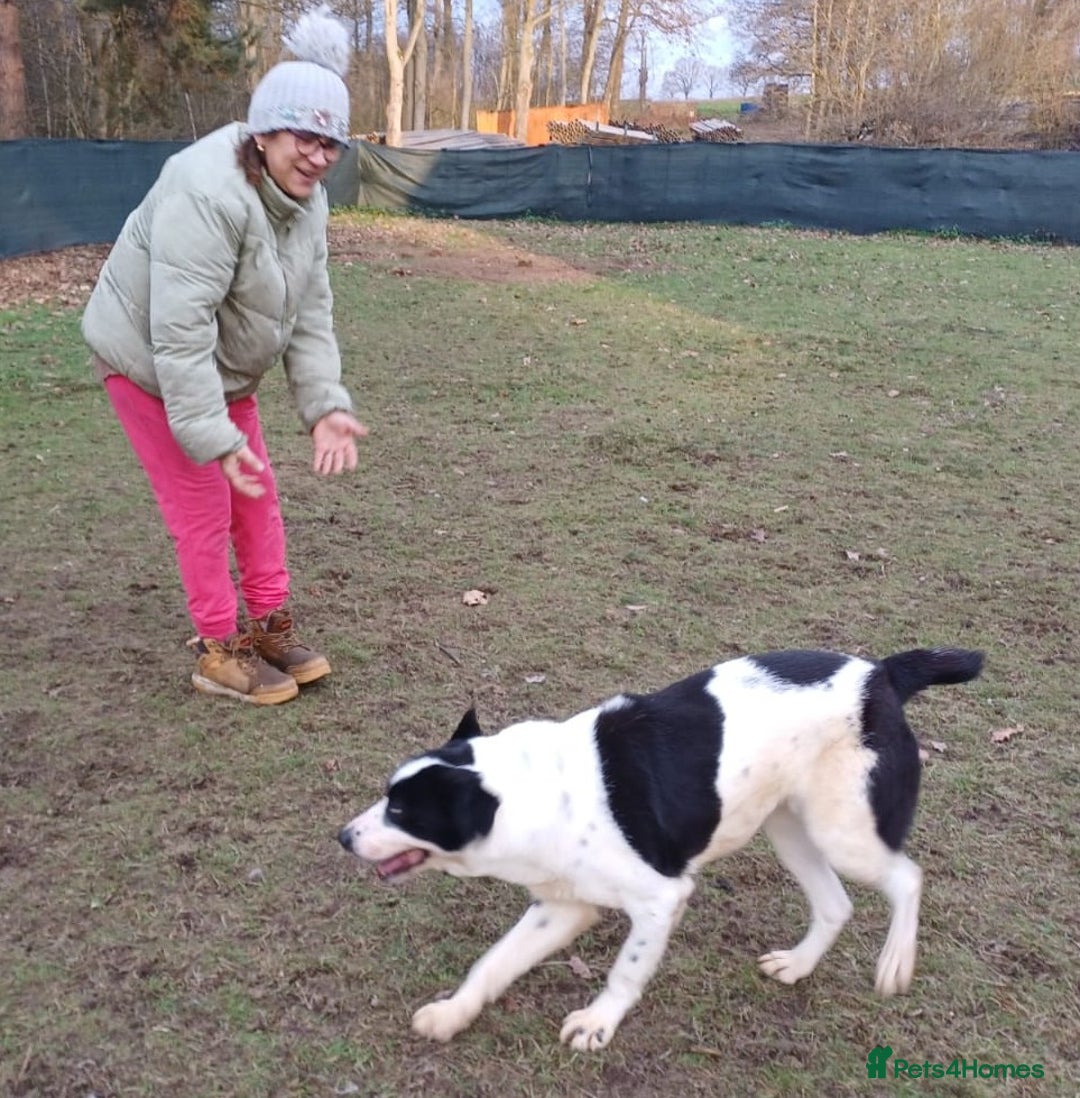 Mixed Breed dogs for adoption: 🐾 Meet MARLEY 🐾 - a Lovely Boy for a Loving Home - Advert 14