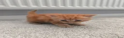 Ragdoll cats for sale: Persian/ragdoll mix 4 adorable ginger kittens - Advert 4