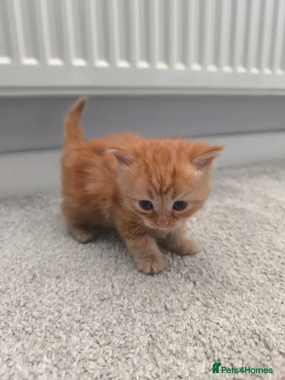 Ragdoll cats for sale: Persian/ragdoll mix 4 adorable ginger kittens - Advert 4