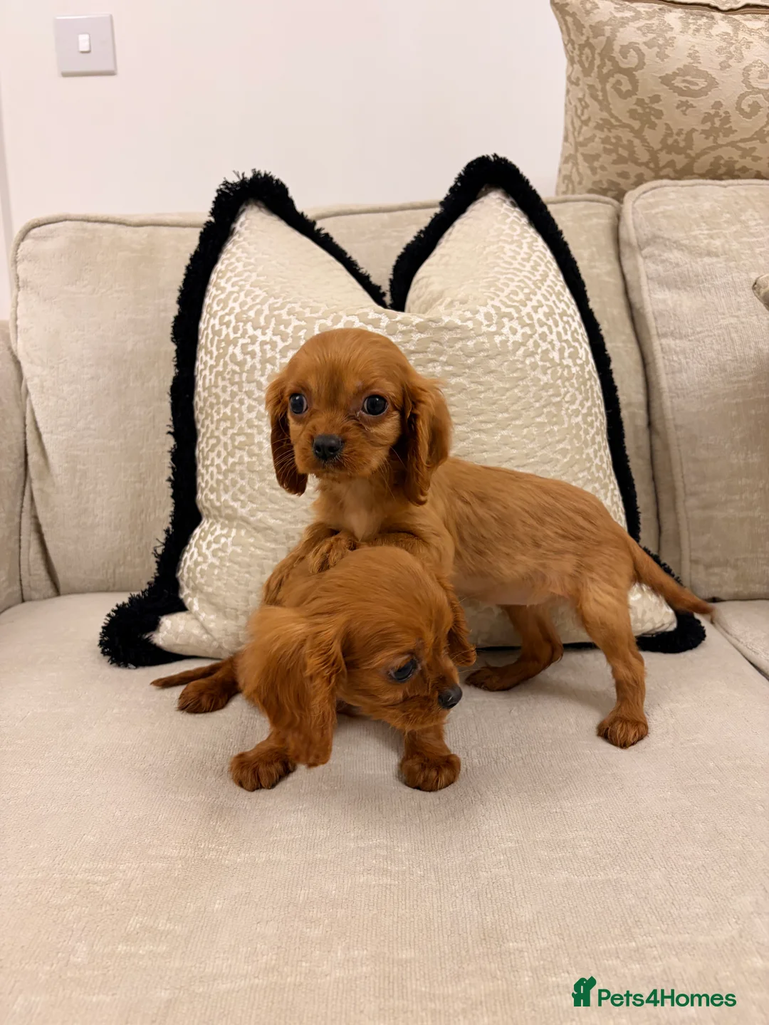 Cavalier King Charles Spaniel dogs for sale: Cavalier king Charles puppies  - Advert 6