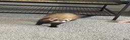 Ferret rodents for sale: 13 week old Female Ferret - Advert 3