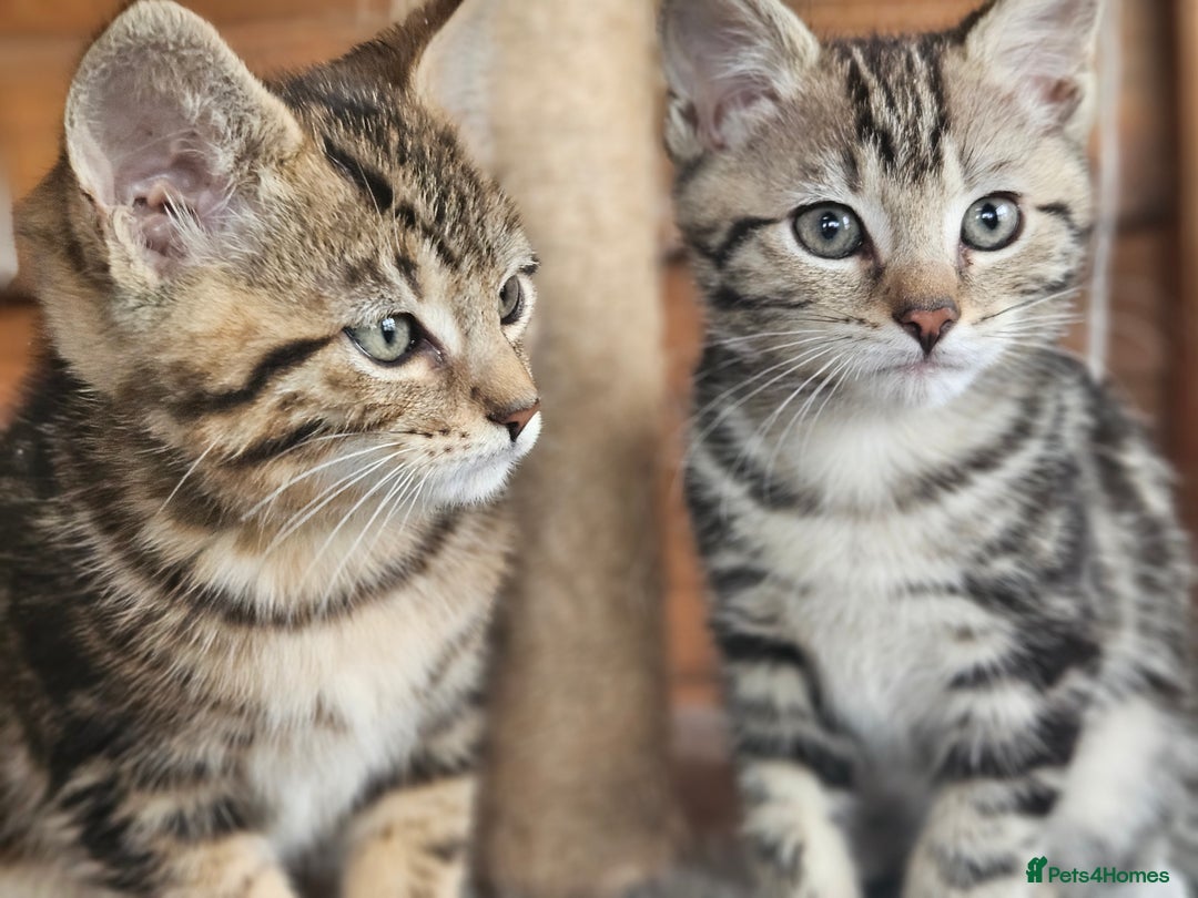 Bengal cats for sale: Adorable Half Bengal Kittens - Image 7