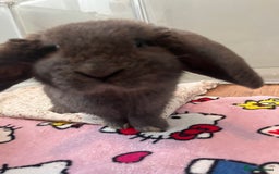 Mini Lop rabbits for sale: Sold   - Advert 7