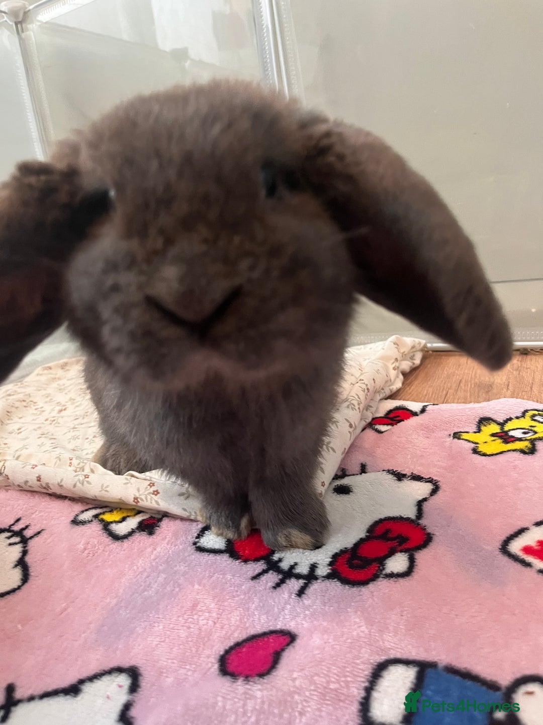 Mini Lop rabbits for sale: Sold   - Advert 7