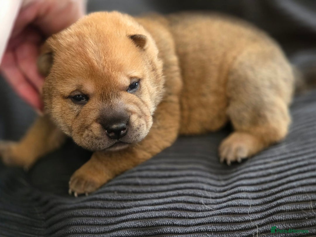 Mixed Breed dogs for sale: Chow Pei puppies - Advert 13