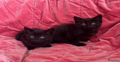 Domestic Shorthair cats in South Brent - Advert 11