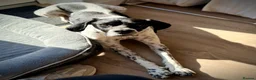 Pointer dogs for sale: Rufus: A Youthful 9-Year-Old English Pointer  - Advert 2