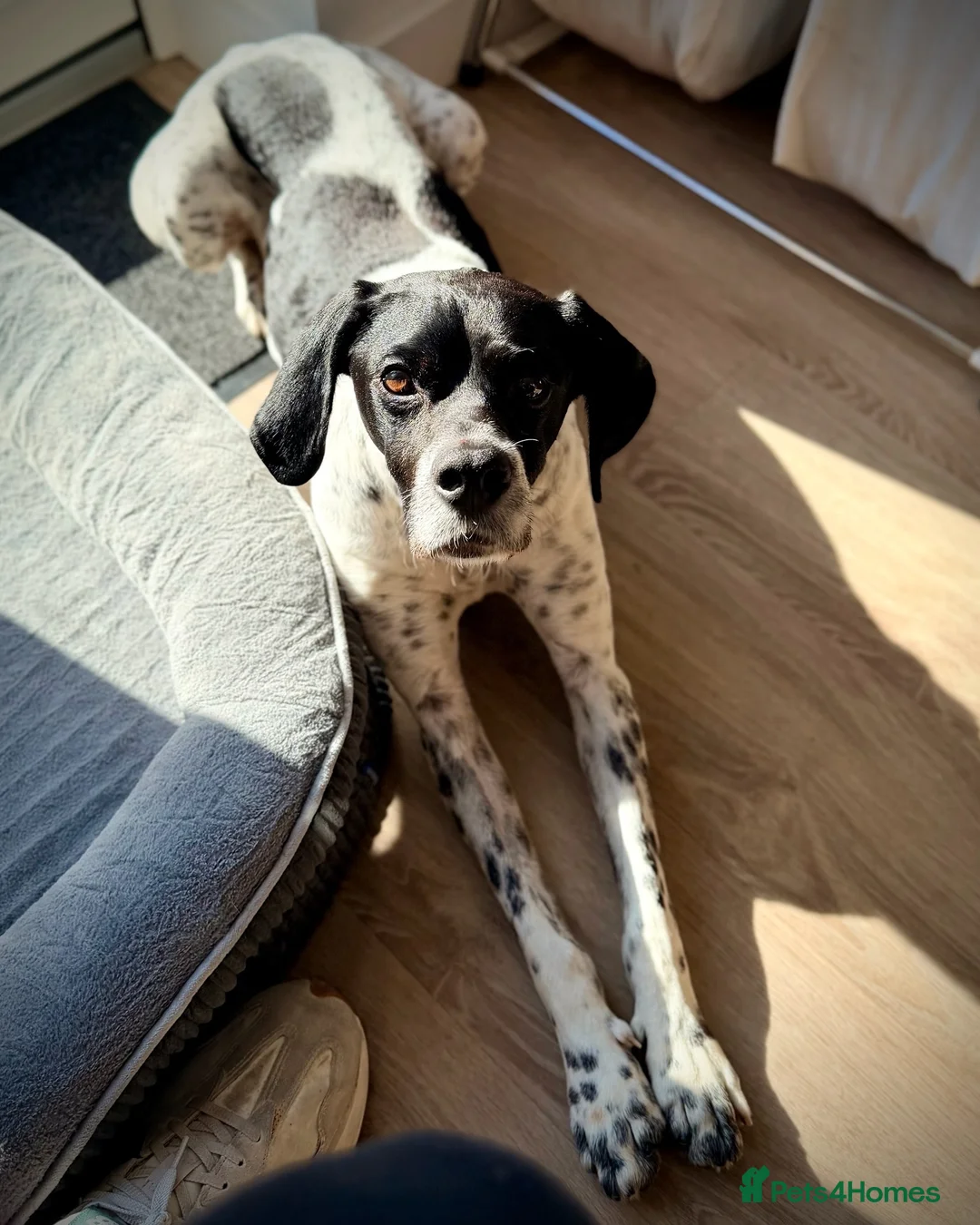 Pointer dogs for sale: Rufus: A Youthful 9-Year-Old English Pointer  - Advert 2