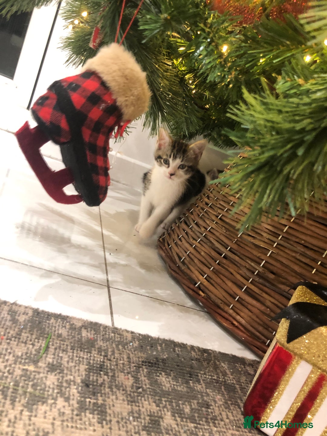 Mixed Breed cats for sale: 4 Lovely kittens for sale  - Advert 8