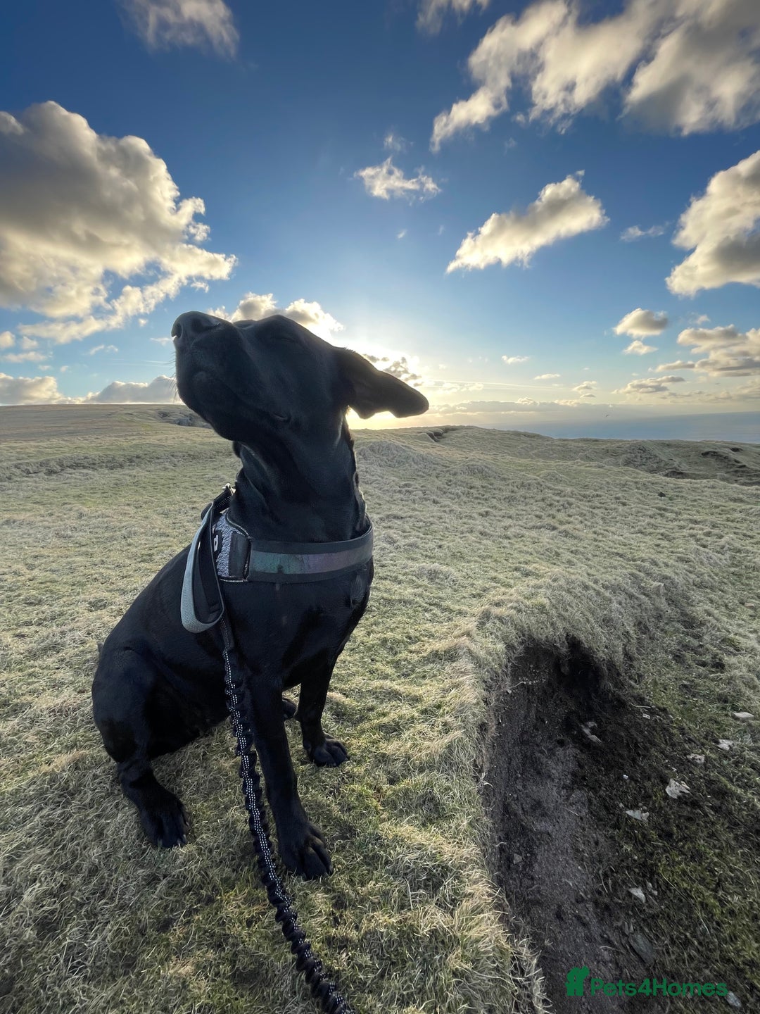 Mixed Breed dogs for sale: Labrador cross with Siberian husky  - Advert 5