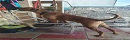 Mixed Breed dogs for sale: Kobie - doberman  ** tiff  in Bargoed - Advert 12