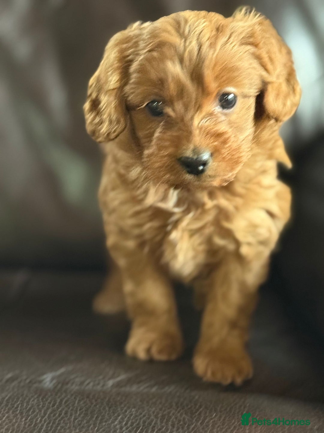 Cockapoo dogs for sale: Beautiful Apricot Toy Cockapoo – KC Reg Parents - Advert 3