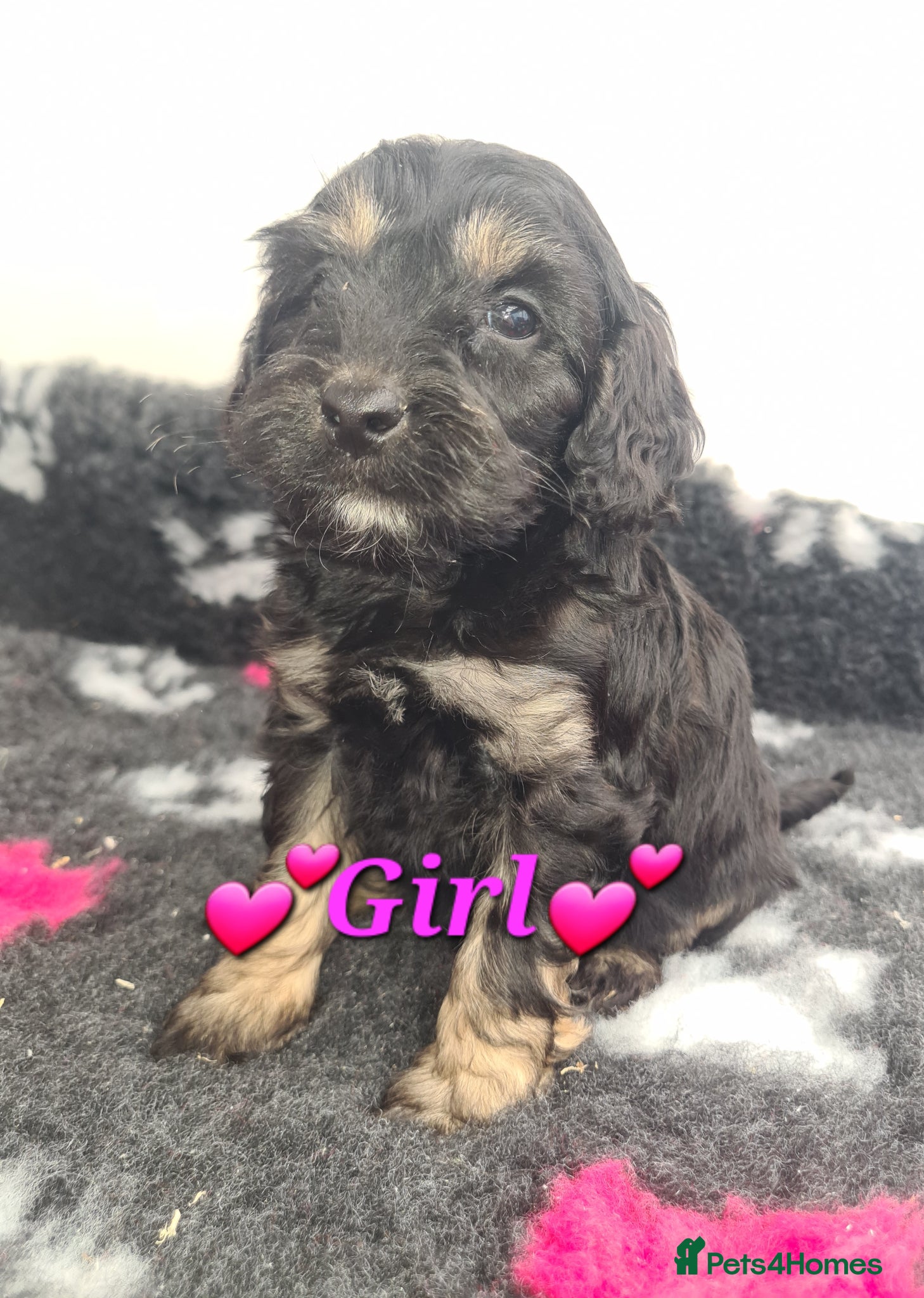 Cockapoo dogs **Beautiful F1 Cockapoos** - Advert 2