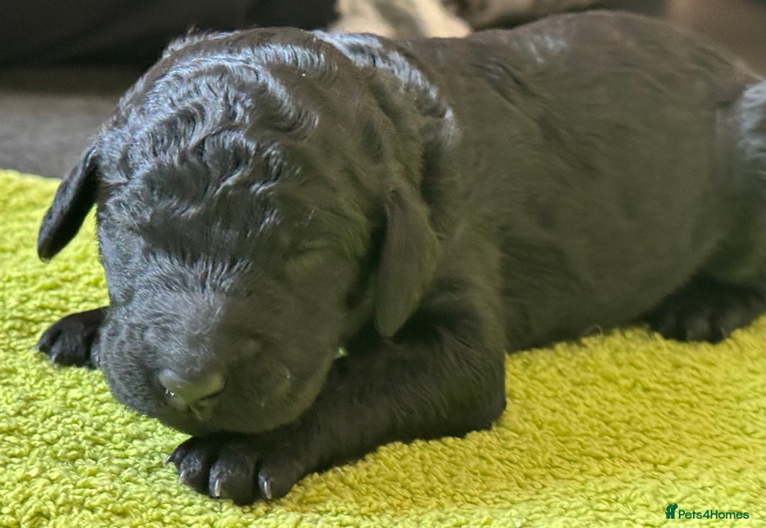 Standard Poodle dogs for sale: Wonderful standard poodle pup’s - Advert 14