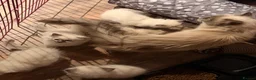 Ragdoll cats for sale: Pure bred blue pointed lynx ragdolls - Advert 3