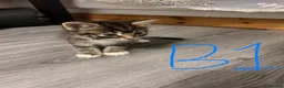 Mixed Breed cats for sale: ⭐ 5 Gorgeous Siberian x Bengal x BSH Kittens ⭐ in Coventry - Advert 6