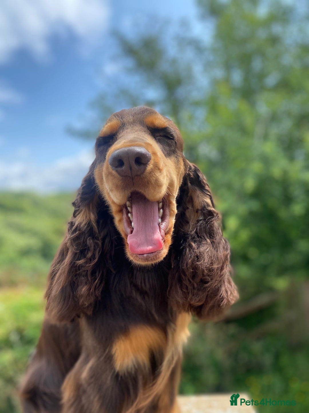Cocker Spaniel dogs for stud: TRUE TO TYPE- Chocolate & Tan Show Cocker Spaniel in Holywell - Image 5