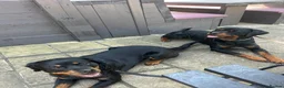 Rottweiler dogs for sale: Pure Breed Rottweiler  - Advert 3
