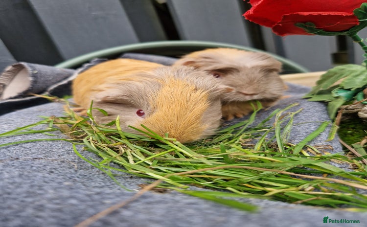 Guinea Pig rodents - Advert 7