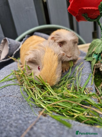 Guinea Pig rodents - Advert 4