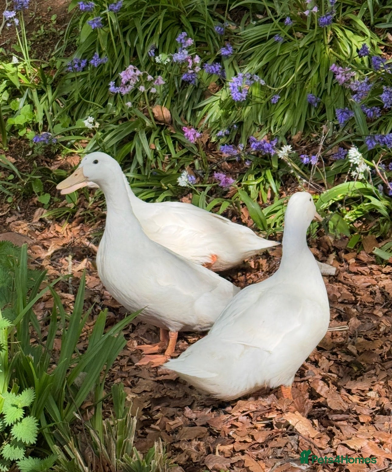 Ducks poultry 3 Female Kortlang Whites - Advert 8