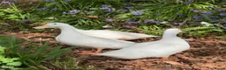 Ducks poultry for sale: 3 Female Kortlang Whites in Lauder - Advert 1