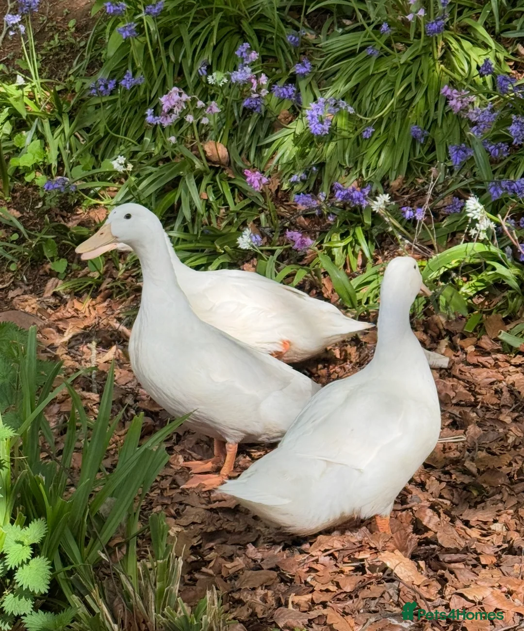 Ducks poultry for sale: 3 Female Kortlang Whites in Lauder - Advert 1