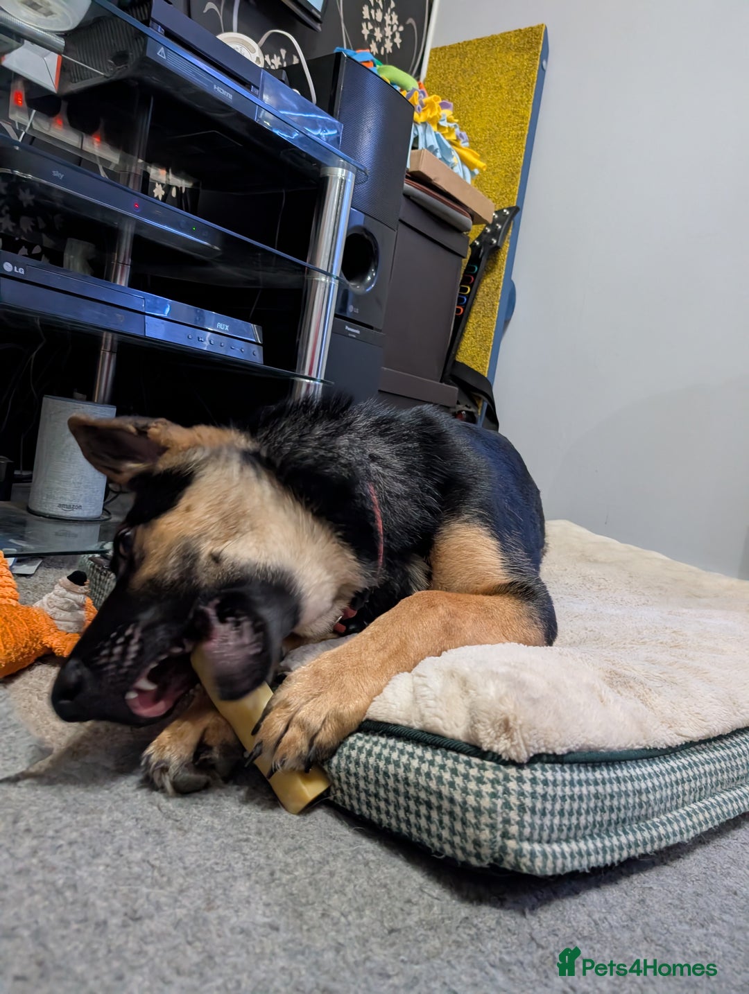 German Shepherd dogs for sale: German Shepherd Pup - Advert 10